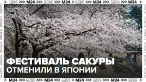 Традиционный фестиваль сакуры у горы Фудзи отменили в Японии - Москва 24