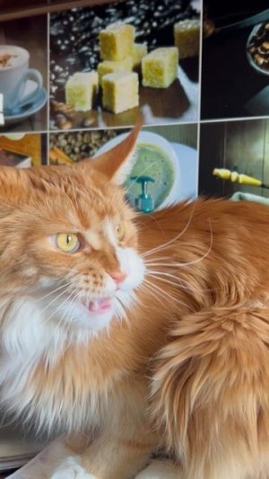 Мейн-кун видит добычу!