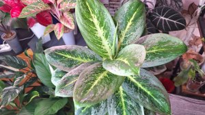 Воздушная отводка для переукоренения аглаонемы