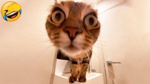 СМЕШНЫЕ КОТЫ 2026 ЛУЧШИЕ ПРИКОЛЫ С КОТАМИ, КОШКИ, ЖИВОТНЫЕ, СМЕШНОЕ ВИДЕО