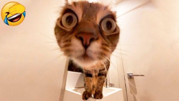 СМЕШНЫЕ КОТЫ 2026 ЛУЧШИЕ ПРИКОЛЫ С КОТАМИ, КОШКИ, ЖИВОТНЫЕ, СМЕШНОЕ ВИДЕО