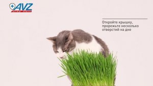 Фитодок® травка для кошек и других домашних любимцев