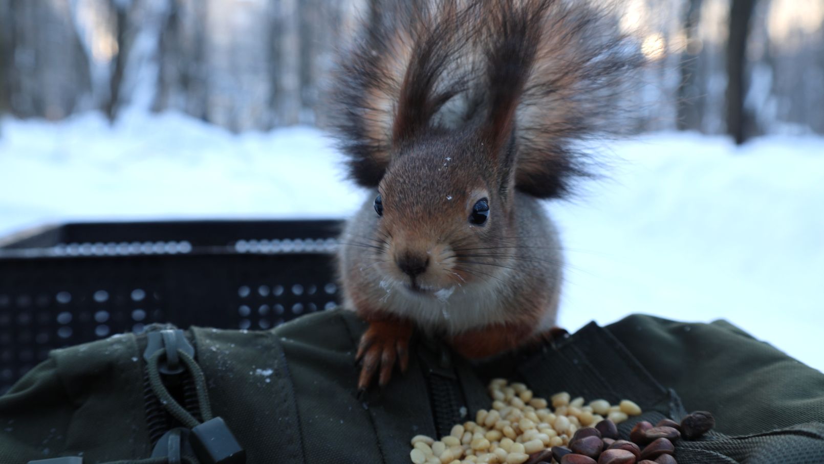 Холодно. Покормил белок. Зарисовка смотреть онлайн