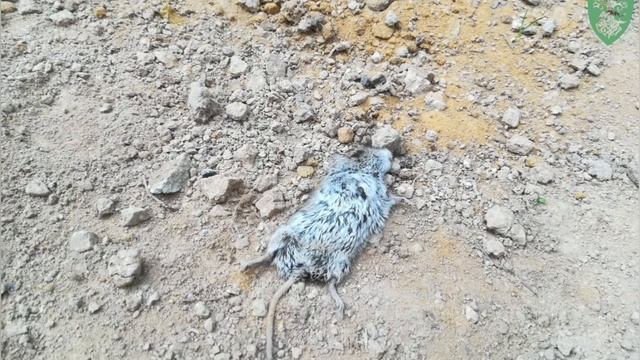 Памяти погибших животных Битцевского леса!