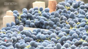 Семь фермерских хозяйств Дагестана стали победителями конкурса Минсельхоза России