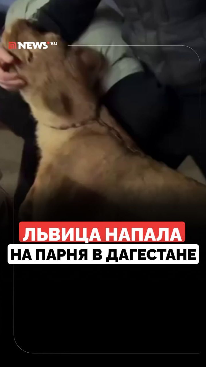 Покусала прохожего. Львица набросилась на человека в Махачкале смотреть онлайн