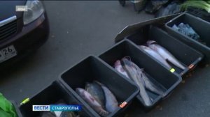 На Ставрополье продолжается борьба с незаконной торговлей