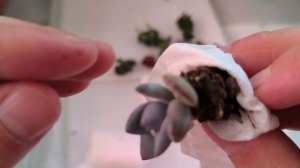 Распаковка посылки с суккулентами 🌵🌵🌵🪴Часть 1.#комнатныерастения#суккуленты#эхеверия