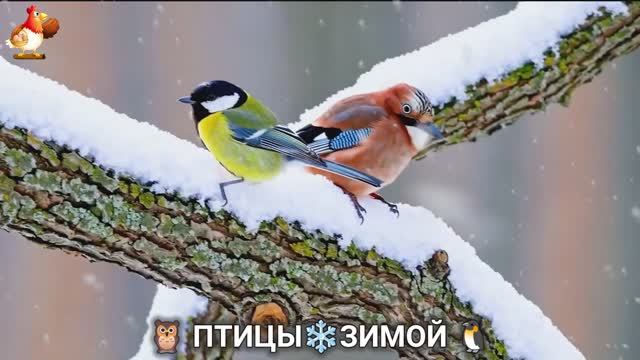 Птицы зимой в лесу 🐦🦉 🦤 видео для отдыха душой 🦅🌲(6) смотреть онлайн