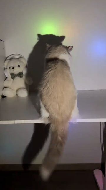 теневая кошка