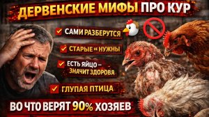 🐔 ДЕРЕВЕНСКИЕ МИФЫ ПРО КУР 🚫 Во что верят 90% хозяев и из-за чего куры болеют