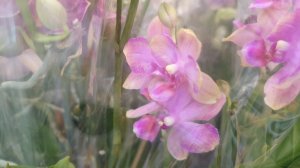 06.02.2026г. Новая поставка орхидей в Лемана Про.