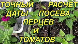 ТОЧНЫЙ РАСЧЕТ ДАТЫ ПОСЕВА ПЕРЦЕВ И ТОМАТОВ