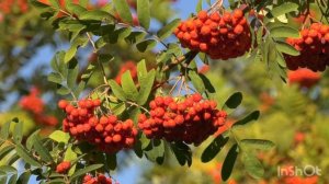 Красная рябина