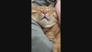 #смешныевидео -865