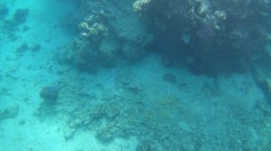 Нашел красивый риф в Шарма эль шейх.