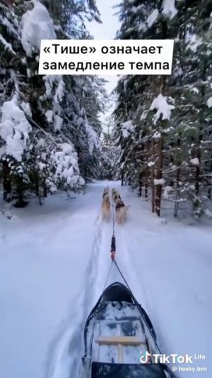 Как управлять упряжкой хаски