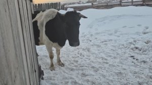Квартирный вопрос меня не беспокоит/ выгнали на прогулку