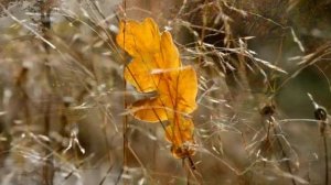 Осень вошла без стука. Стихи Елены Беловой, музыка, поёт Владимир Зачепа, клип Людмилы Ураевой