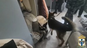 Полиция Новосибирска задержала соседок, открывших в съёмных квартирах интим-салоны с иностранками