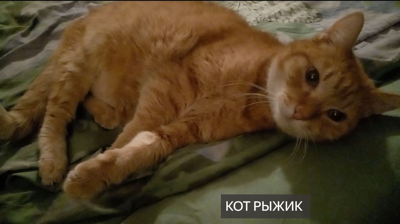 РЫЖИЙ КОТ. Рыжик. Кот прям, как из рекламы. Общаюсь с котом. Он передает Вам привет и лайк! смотреть онлайн
