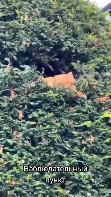 Наблюдательный пункт