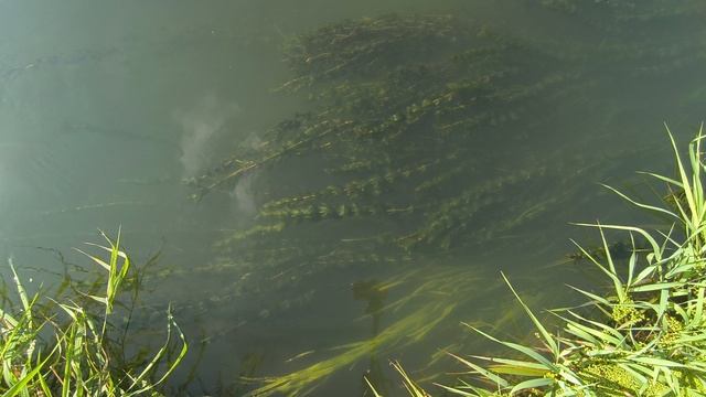 Водоросли в реке смотреть онлайн