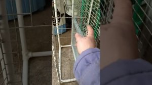 полезные советы по изготовлению пластиковых клеток для перепелок