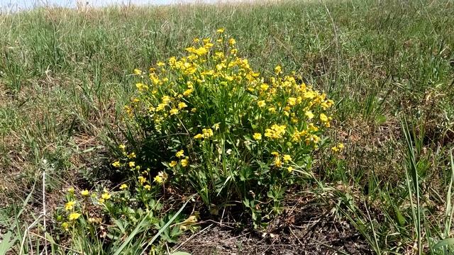 Луговые цветы. Лютики. смотреть онлайн
