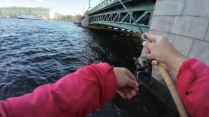 | Ловля на стики | Раздача окуней под Indian Metal |