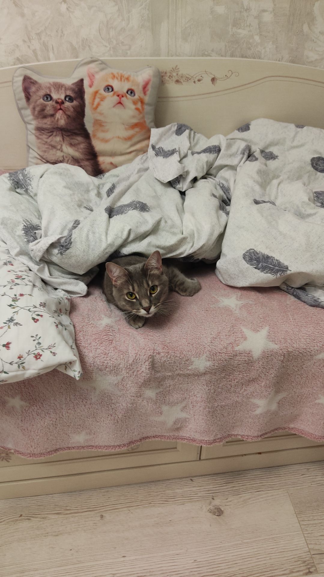 Обычный день кота Вани