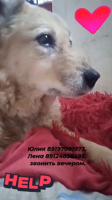 Еще с утра освободившийся диван заняла вся банда домашних