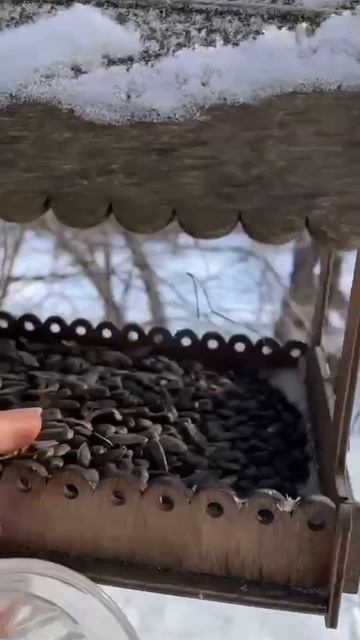 Кормлю птичек