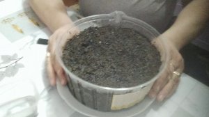 Обзор посадки лука семенами на россаду(27января).