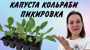 ПИКИРОВКА КАПУСТЫ КОЛЬРАБИ