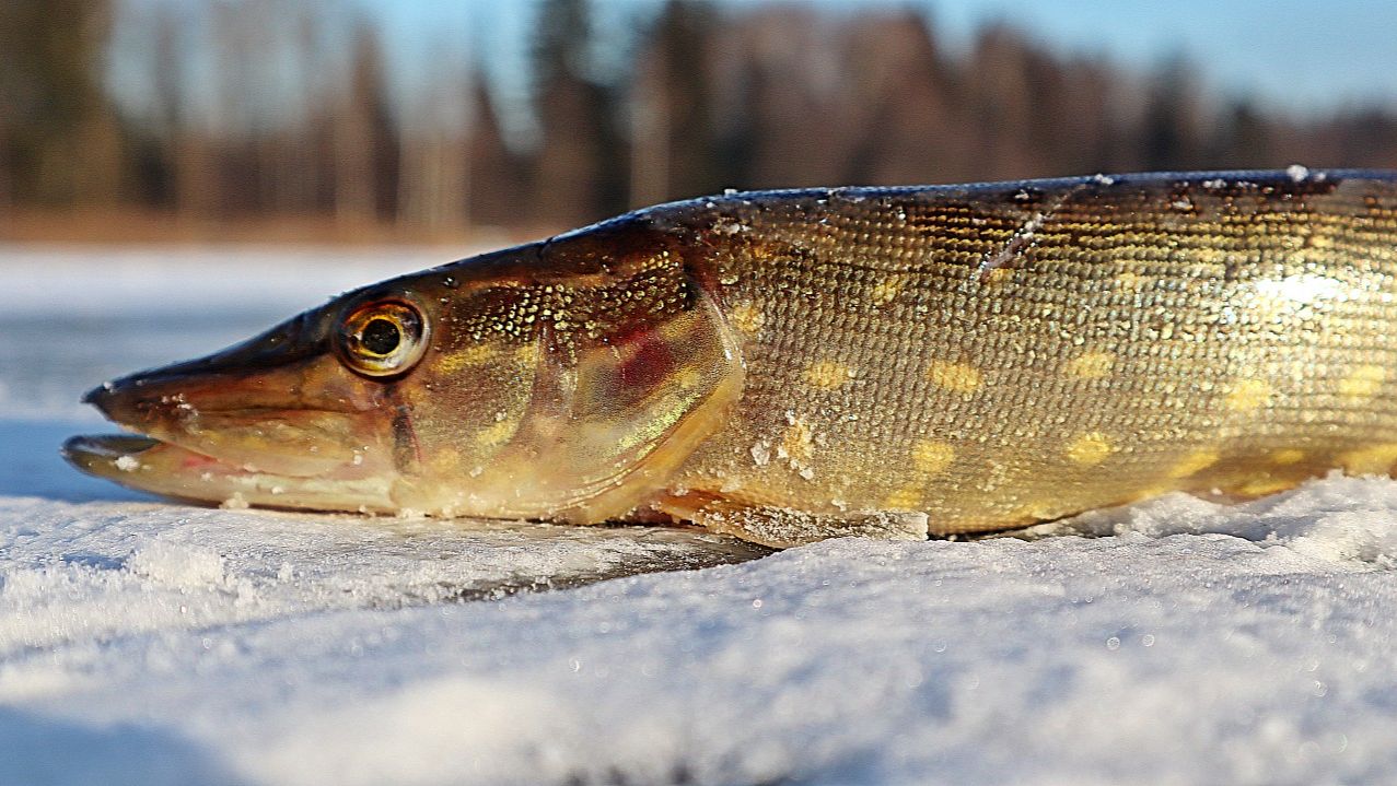 Как заставить щуку клевать в феврале? Рабочий алгоритм! смотреть онлайн