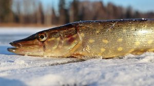 Как заставить щуку клевать в феврале? Рабочий алгоритм!