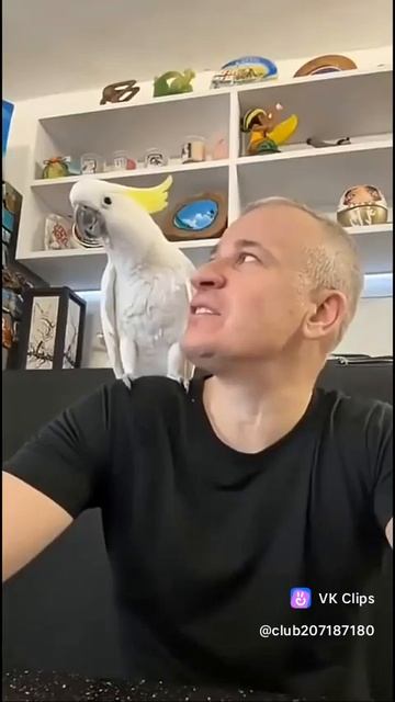 Верный друг смотреть онлайн