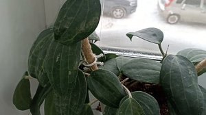 Комнатные Растения В Спальне В Феврале