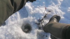 05.02.2026 БЕЛКА/Зелёный Забор/ЛОВЛЯ сороги и окуня на безнасадку/Клюнул Трофей!!!