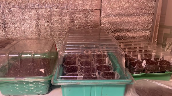 Дома меня не было 6 дней 🙈, сею семена цветов на рассаду. Покупки для посевного сезона.