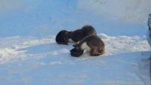 🐈⬛Пират привёл голодную семью на ужин: Кралю и Котёнка полосатого. 🍴
Угольки боятся