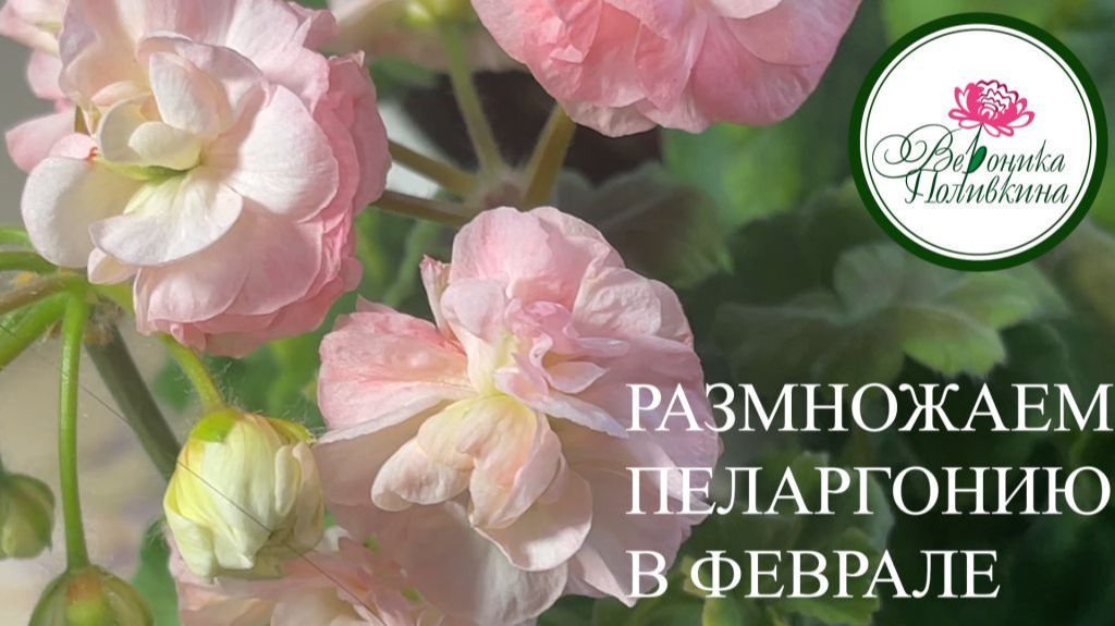 Пеларгония из семян и черенков смотреть онлайн