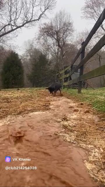 A story about animals 🐶 смотреть онлайн