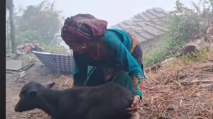 33серия/Жизнь в горной деревне Непала | в непальской бедной, но счастливой семье