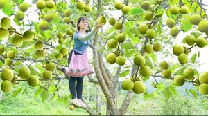 Собираю плоды груши и несу на продажу на сельский рынок. Собираю листья сладкого картофеля. Нхат