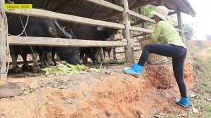 София 53. Ремонт ветхого свинарника, замена крыши, подготовка земли для озимых культур.