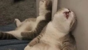 Моë племя, рассказ о племени😄🐱кв