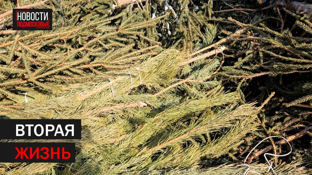 Сдать новогоднюю ёлку на переработку можно в Балашихе смотреть онлайн