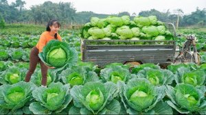 Собираю много крупной капусты на ферме и везу продавать на рынок. Фуонг. Вьетнам